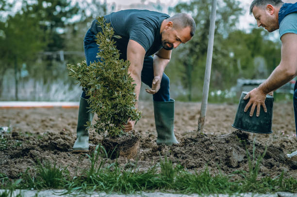 Best Lawn Grading and Leveling  in Sun Valley, PA