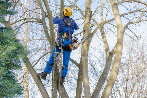 Best Emergency Tree Removal  in Sun Valley, PA