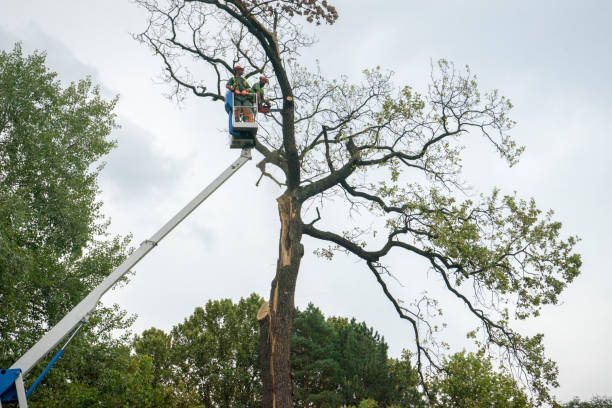 How Our Tree Care Process Works  in  Sun Valley, PA