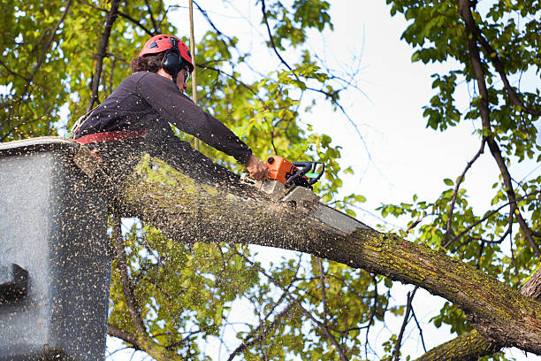 Best Tree Trimming and Pruning  in Sun Valley, PA